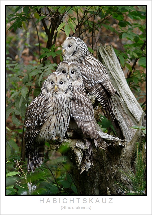 Habichtskauz +++ 3 Jungtiere aus dem Nationalpark Bayerischer Wald