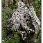 Habichtskauz +++ 3 Jungtiere aus dem Nationalpark Bayerischer Wald