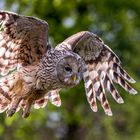 Habichtskauz bereitet sich auf die Landung vor / Ural owl getting ready to land