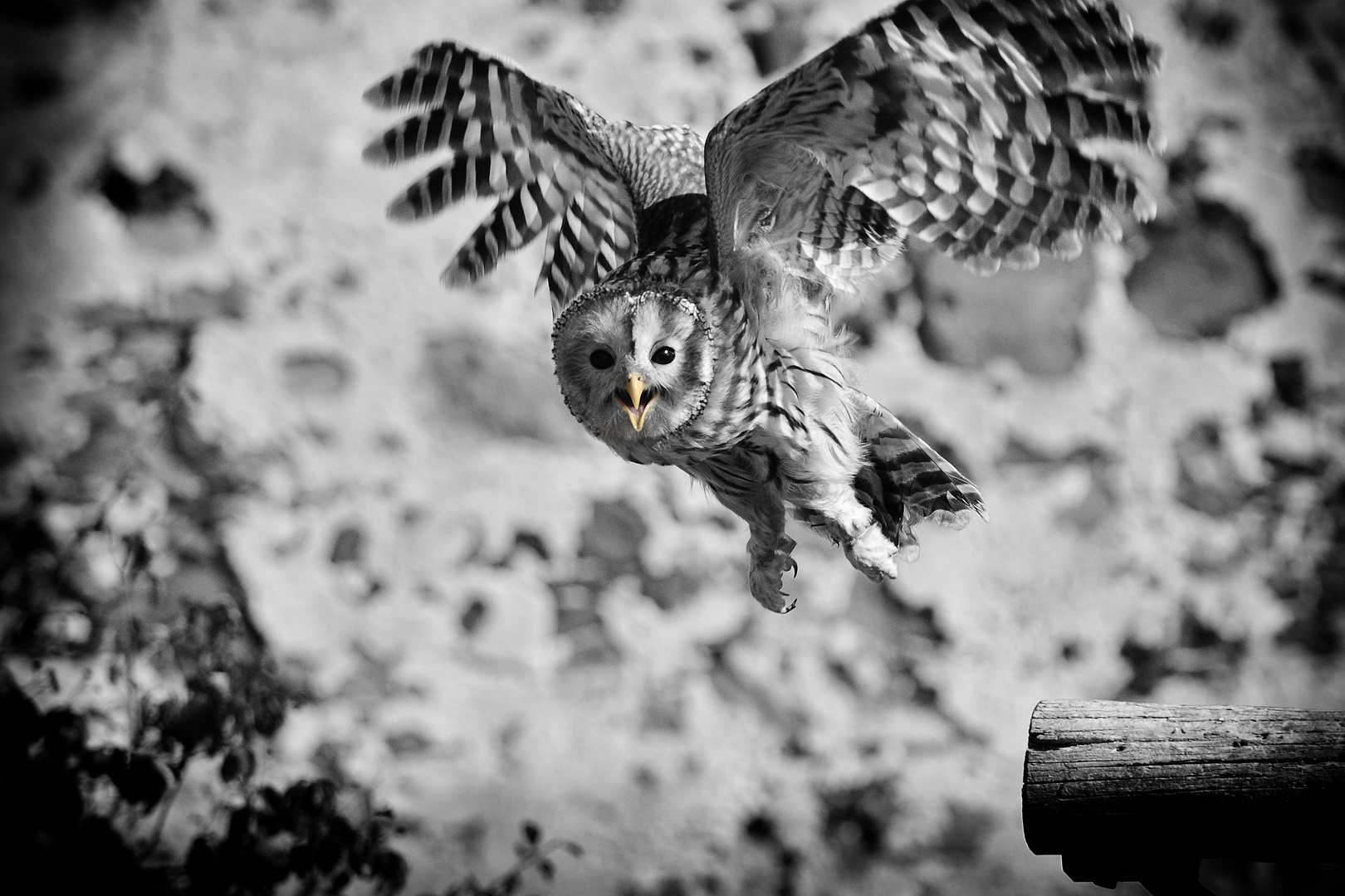 Habichtskauz im Anflug