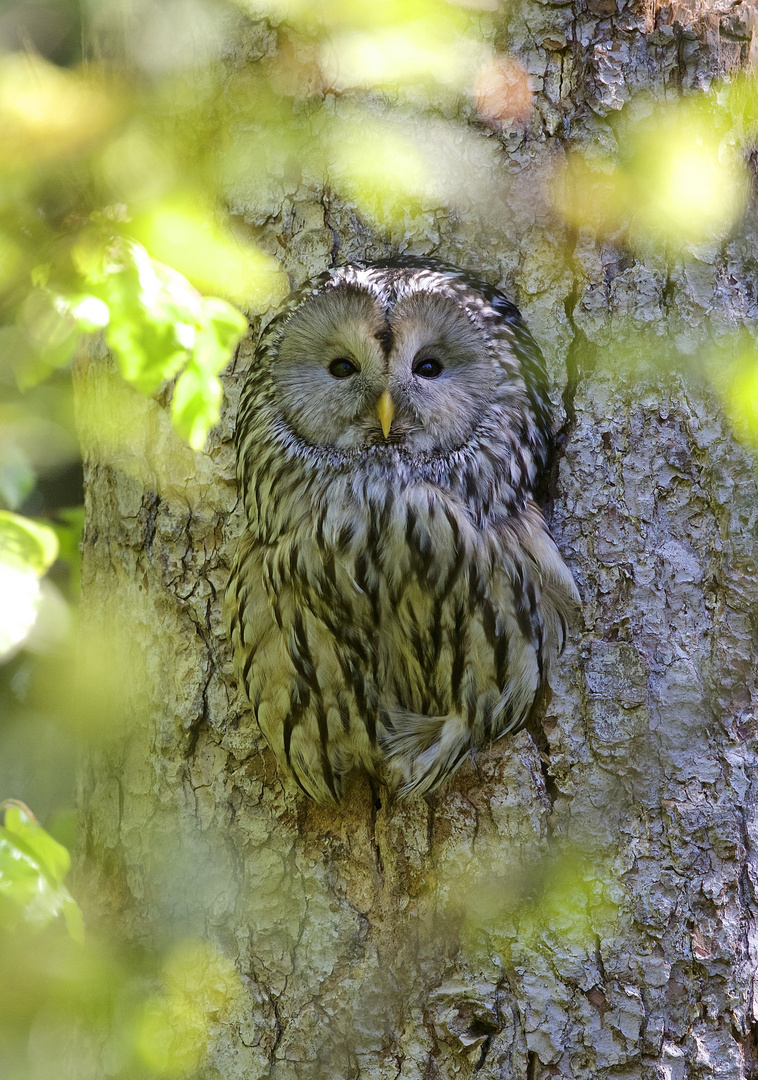 Habichtskauz im Nationalpark Bayerischer Wald