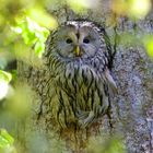 Habichtskauz im Nationalpark Bayerischer Wald