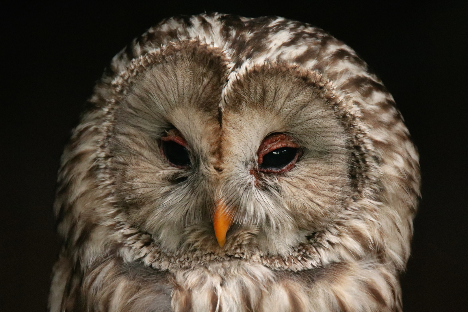 Habichtskauz im Portrait