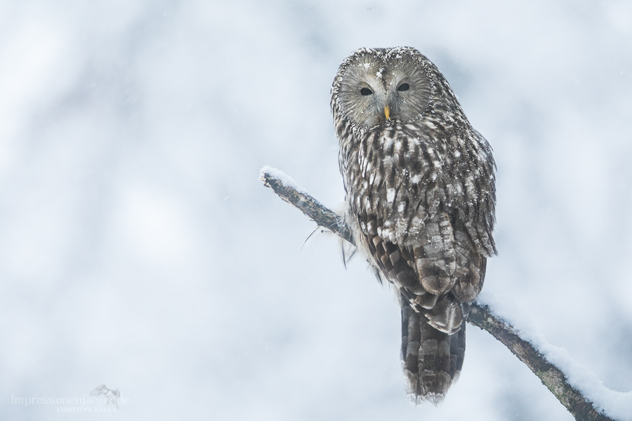 Habichtskauz im Schnee