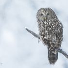 Habichtskauz im Schnee