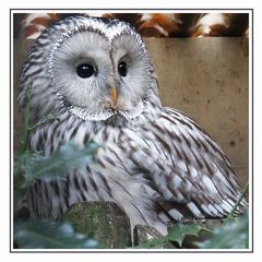 Habichtskauz im Zoo Osnabrück