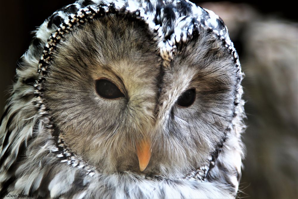 Habichtskauz oder Uralkauz (Strix uralensis)  