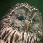 Habichtskauz oder Uralkauz (Strix uralensis)  Chouette de l'Oural