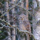 Habichtskauz (Strix uralensis)