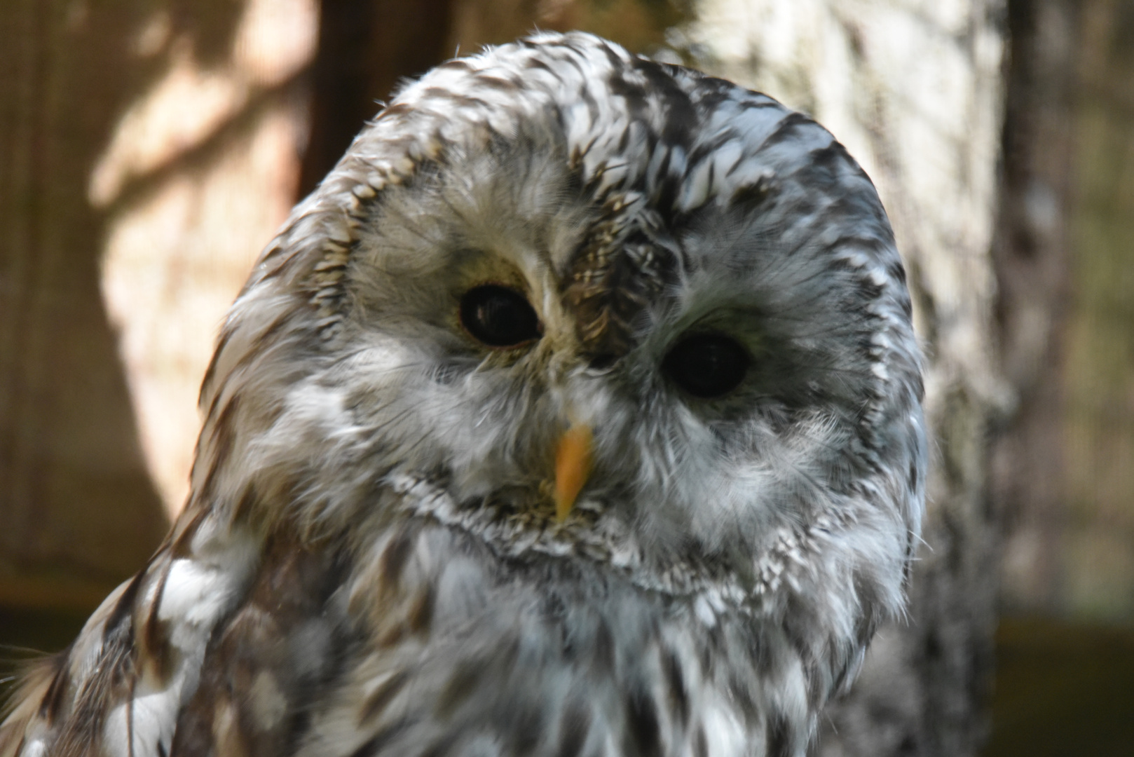 Habichtskauz (Strix uralensis)