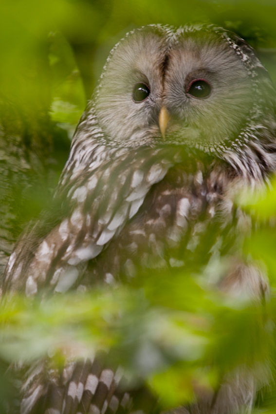 Habichtskauz (Strix uralensis)