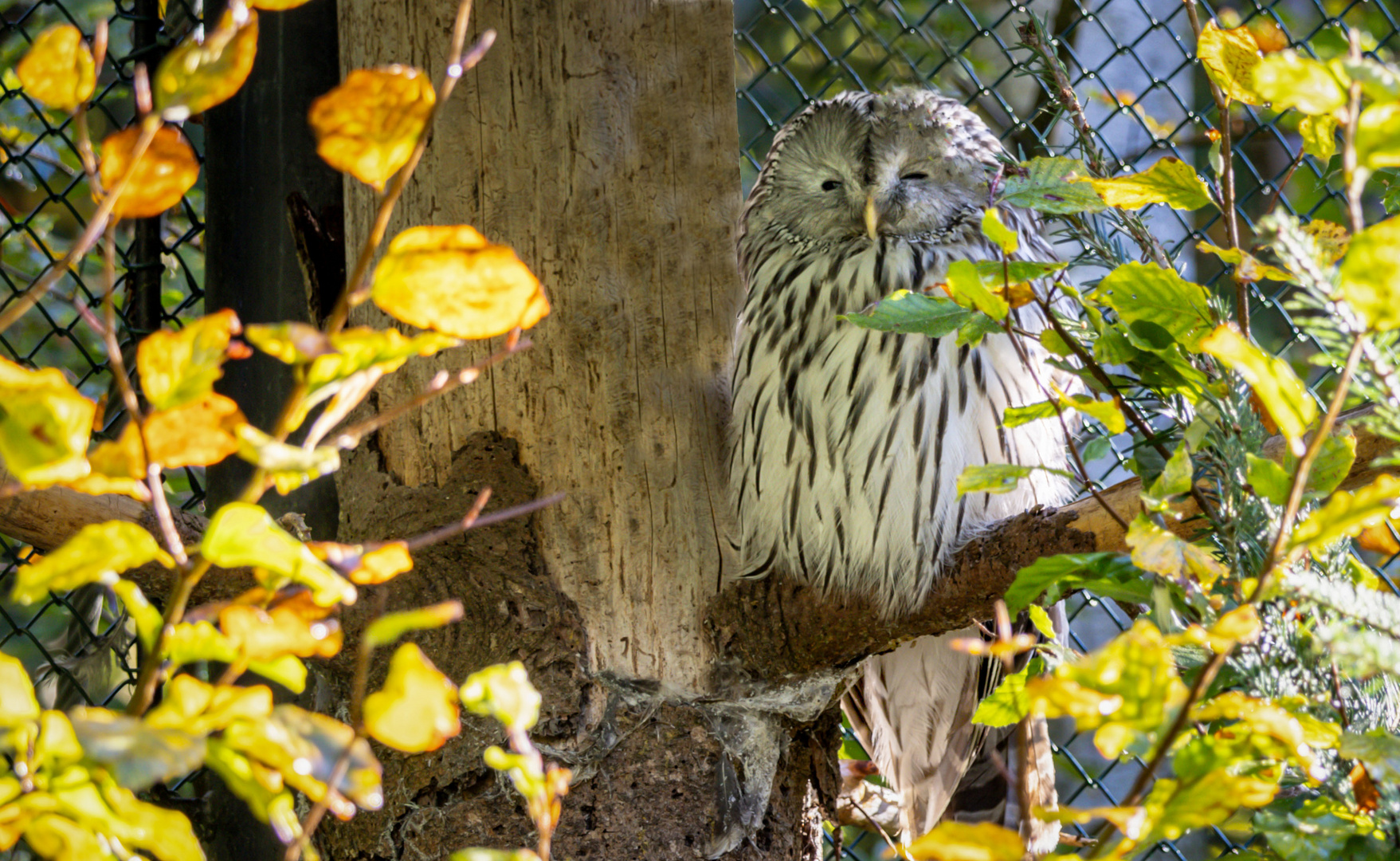 Habichtskauz (Strix uralensis)