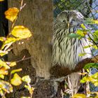 Habichtskauz (Strix uralensis)