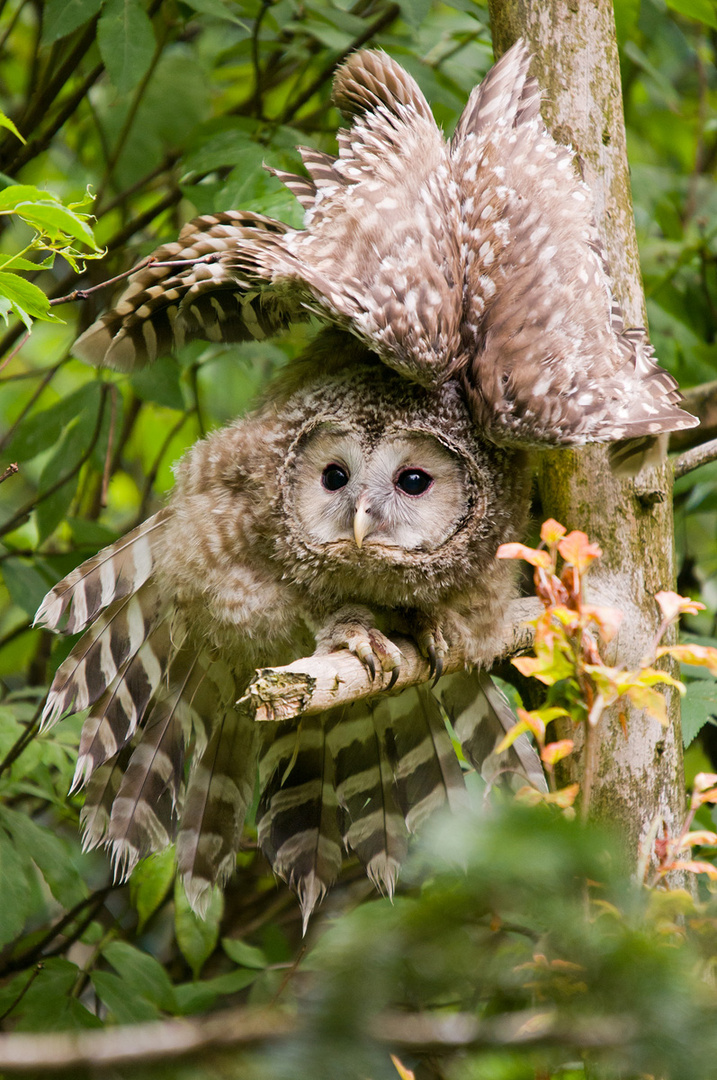 Habichtskauz (Strix uralensis)