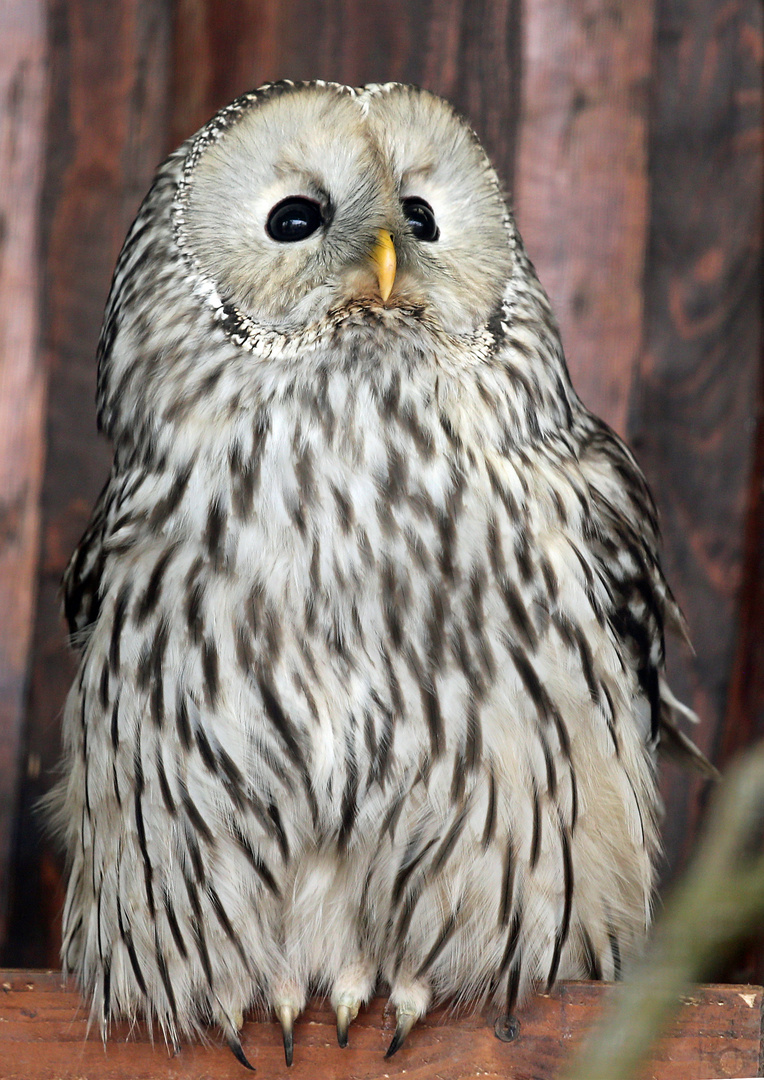 Habichtskauz -Ural Owl-