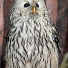 Habichtskauz -Ural Owl-