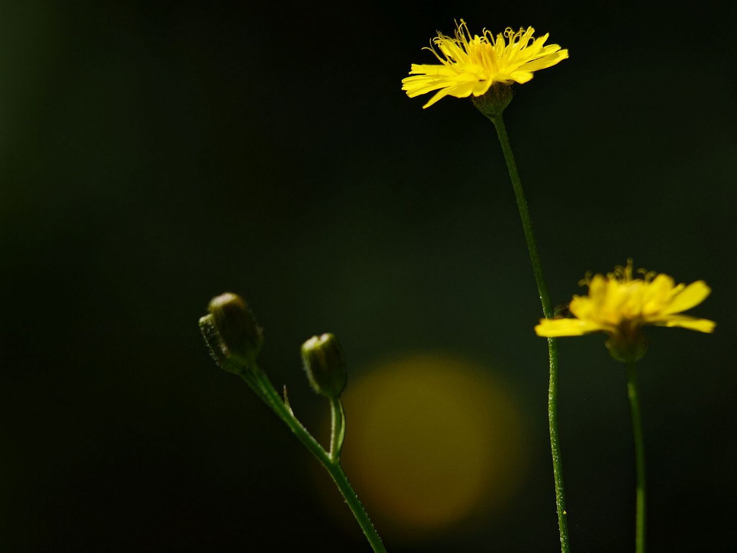 Habichtskraut (Hieracium spec.)