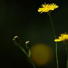 Habichtskraut (Hieracium spec.)