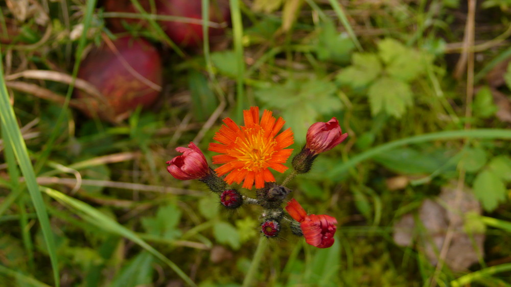 Habichtskraut im Herbst