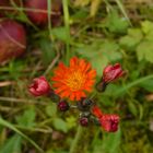 Habichtskraut im Herbst