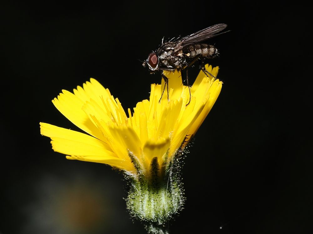 Habichtskraut mit Fliege