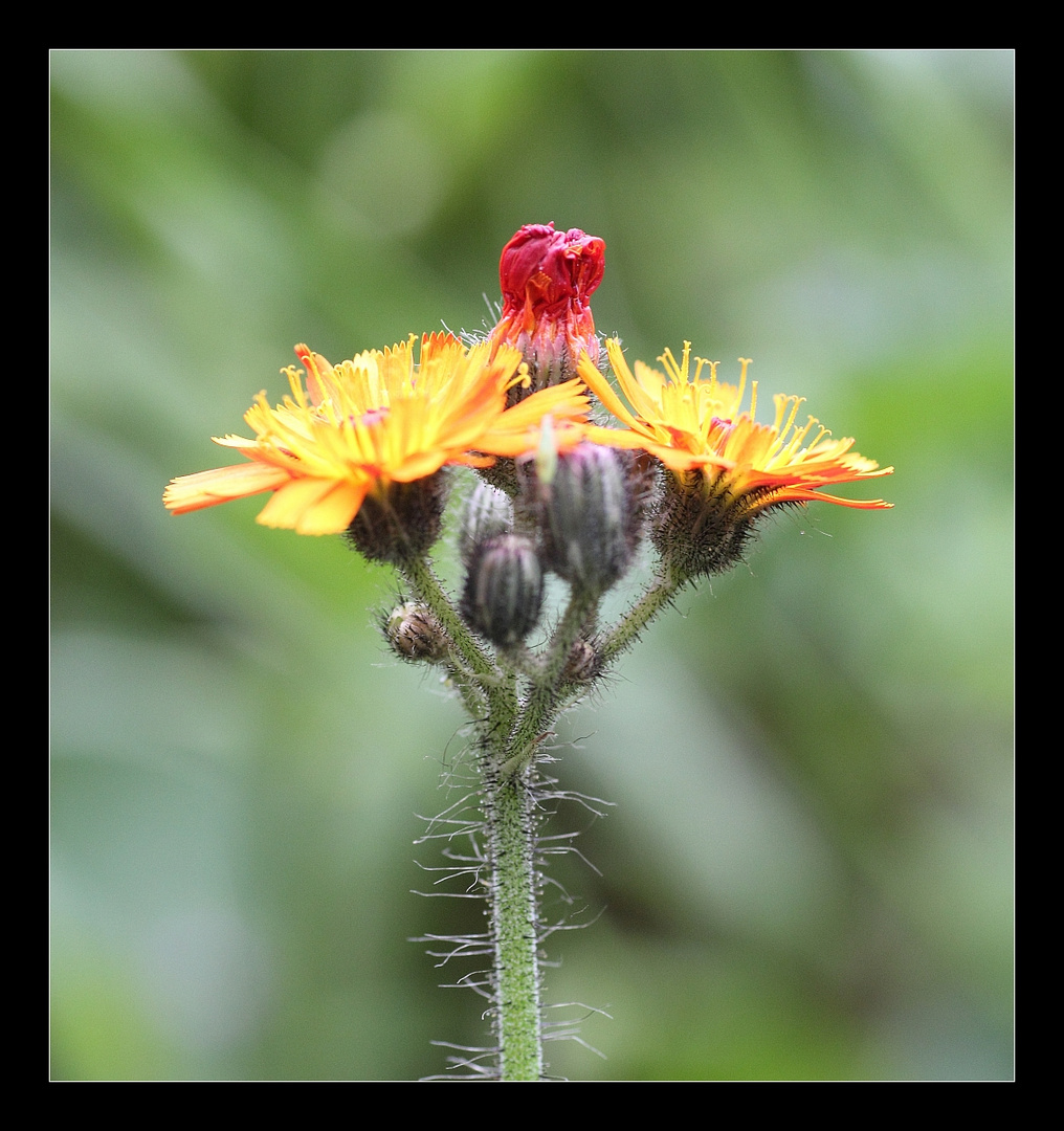 Habichtskraut_100_6431_Hieracium aurantiacum_orange