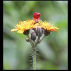 Habichtskraut_100_6431_Hieracium aurantiacum_orange