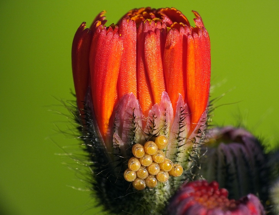 Habichtskrautblüte mit Eigelege