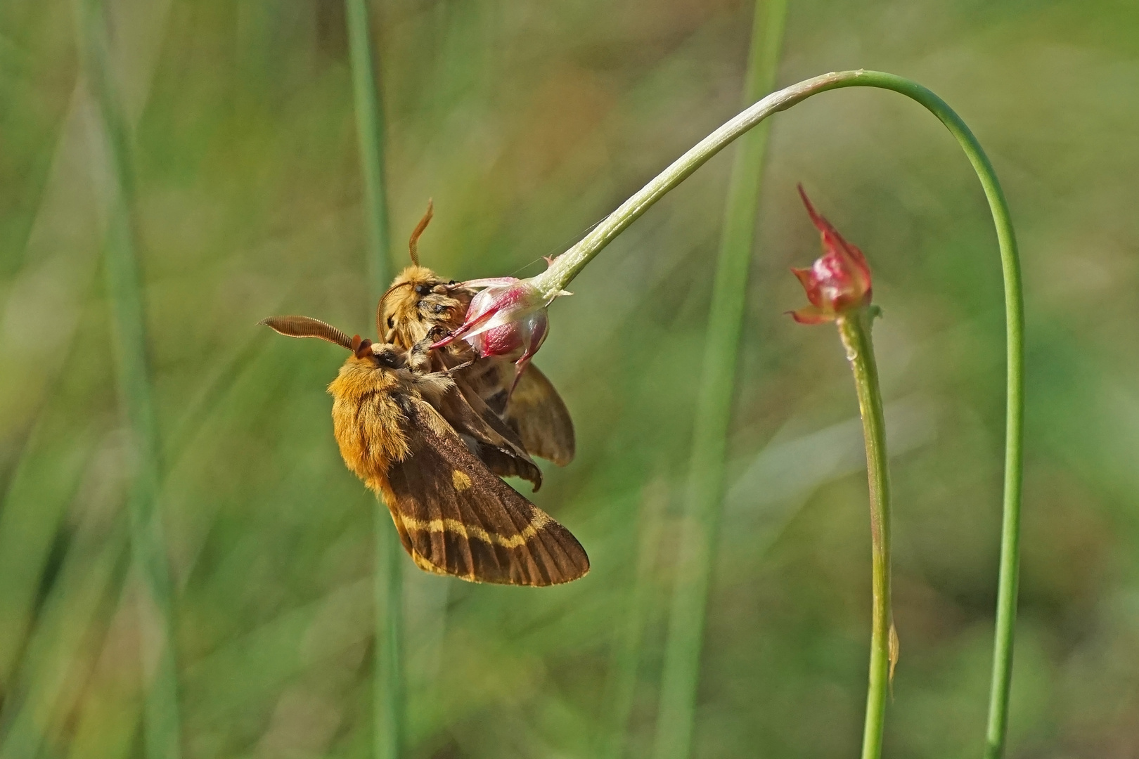 Habichtskrautspinner (Lemonia dumi), Paarung