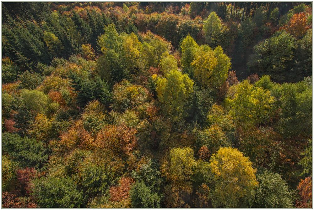 Habichtsperspektive: Herbstbunter Solling...