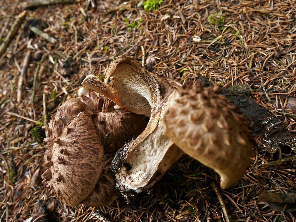 Habichtspilz Foto &amp; Bild | pflanzen, pilze &amp; flechten, pilze &amp; flechten ...