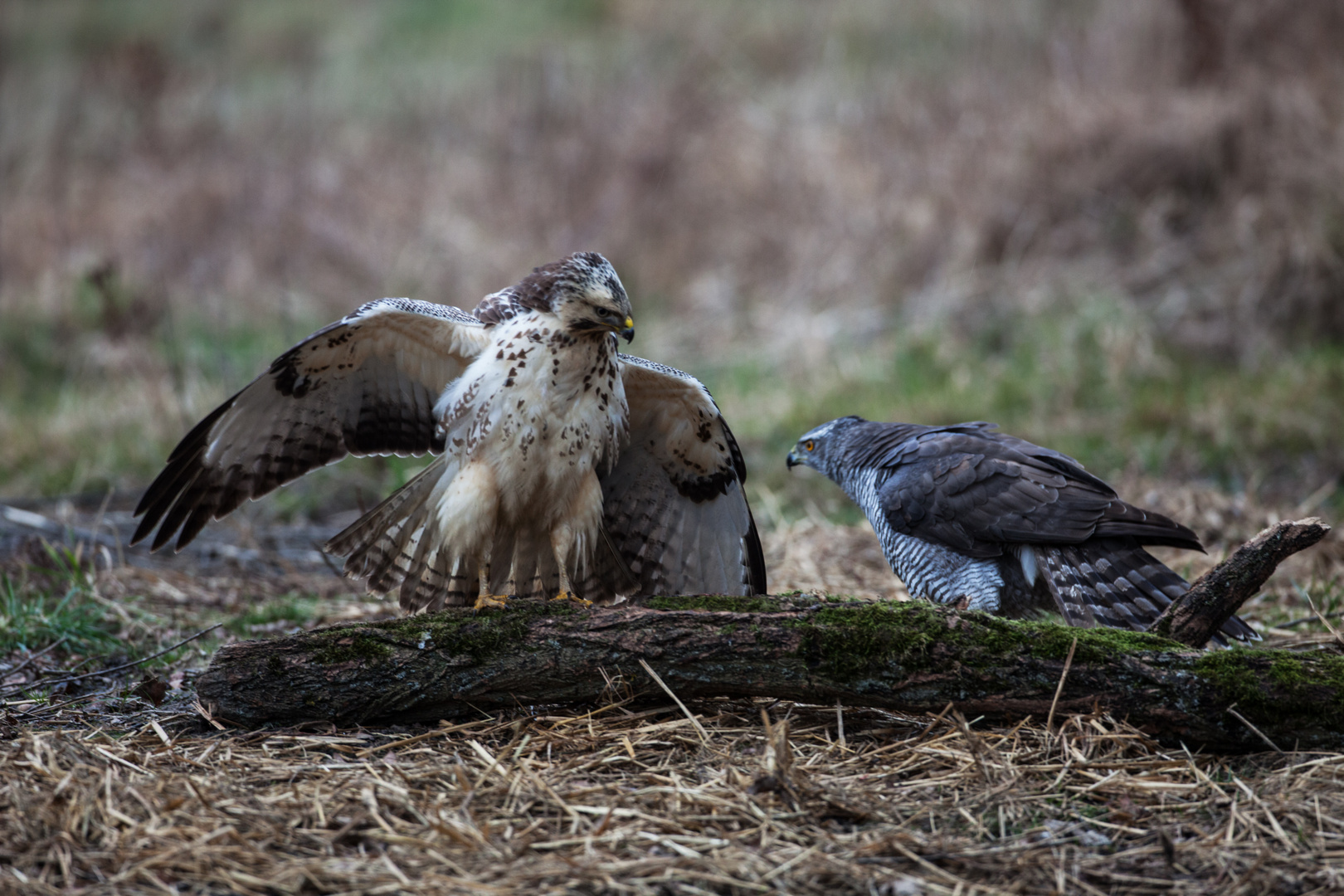 Habichtweibchen und Bussard