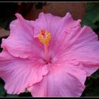 Habiscus rosa