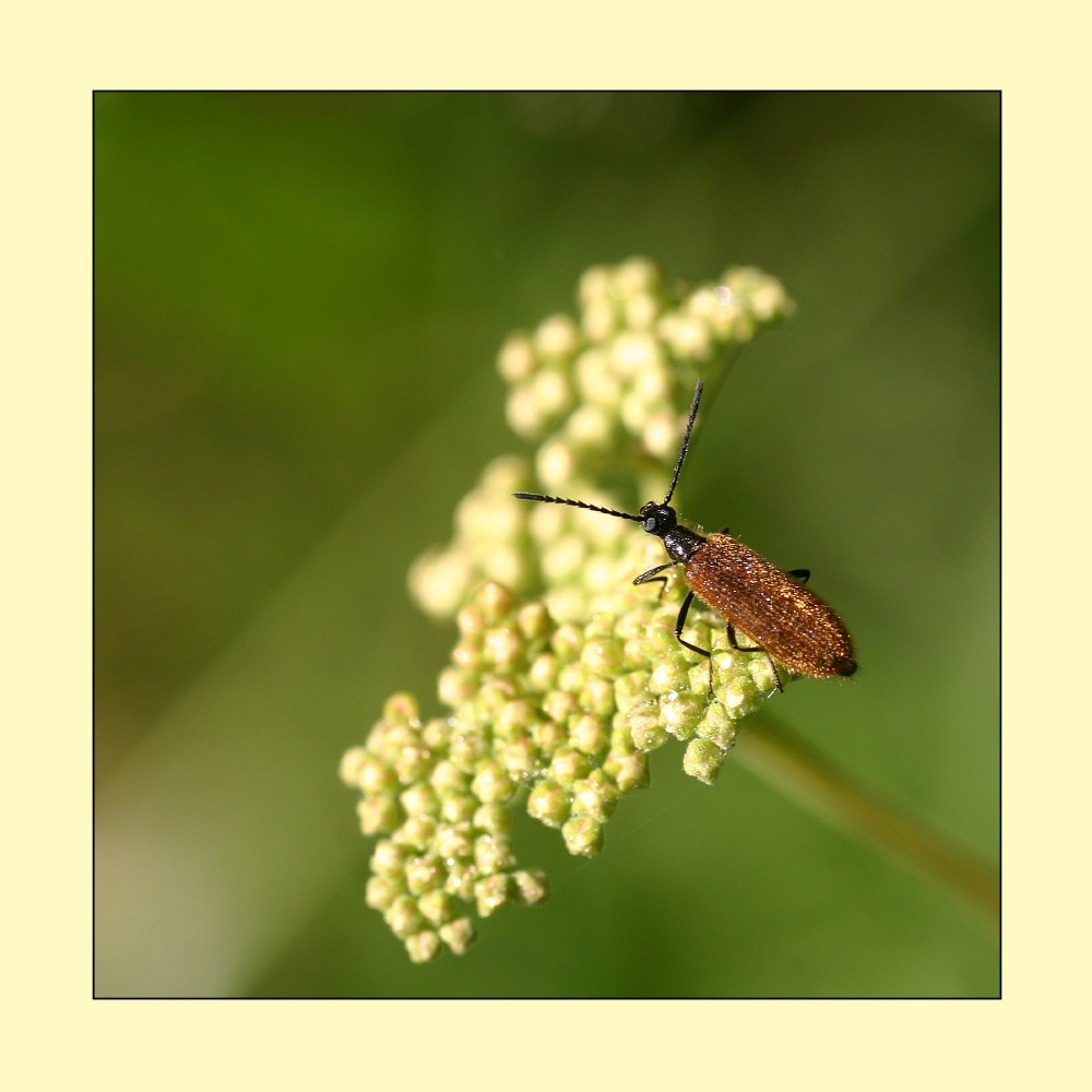 Habit de cuivre pour cet insecte