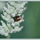 habitant de lavandes