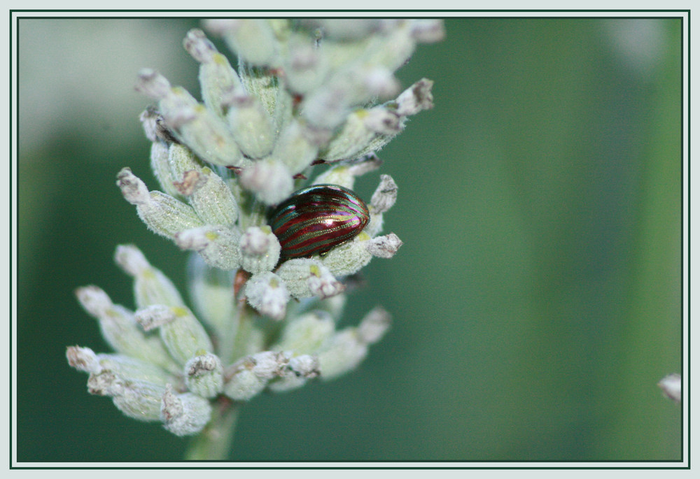 habitant de lavandes