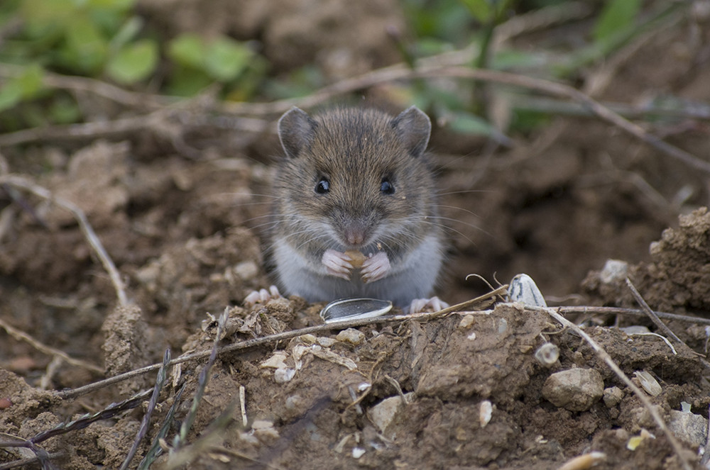 Habitant du jardin