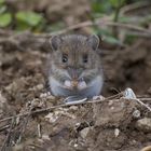 Habitant du jardin