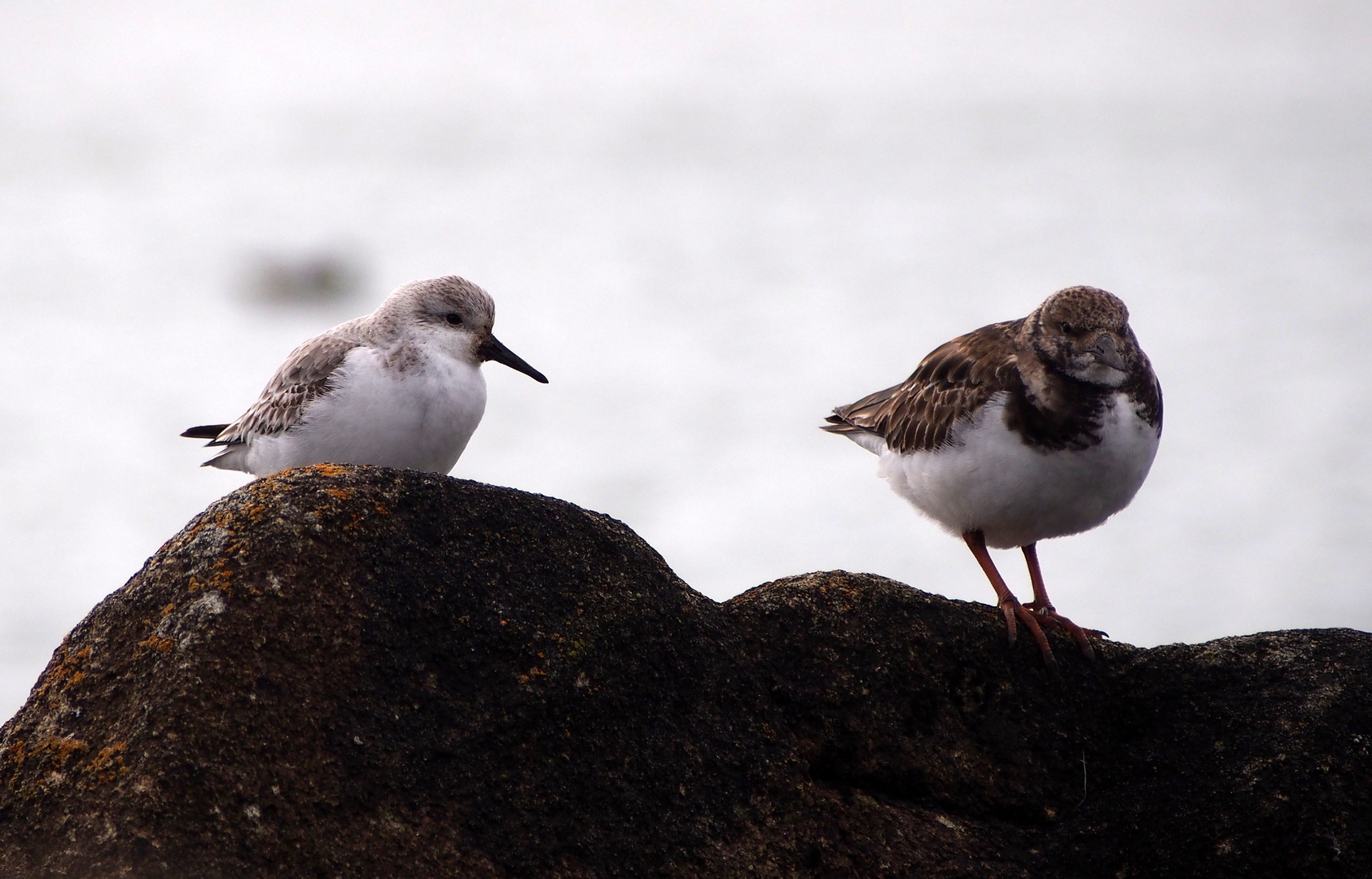 Habitants des plages