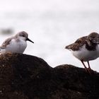 Habitants des plages