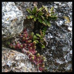 Habitants des vieux murs