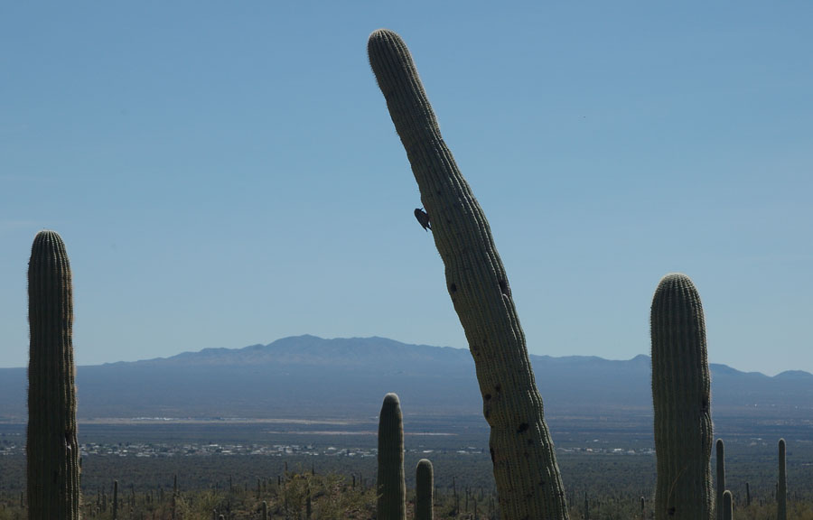 habitat