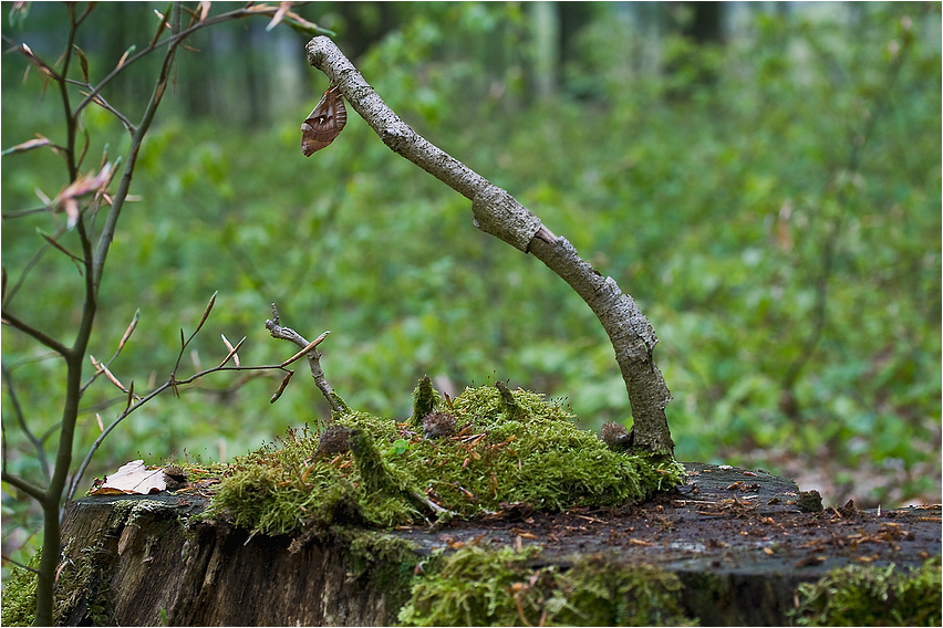 Habitat A. tau