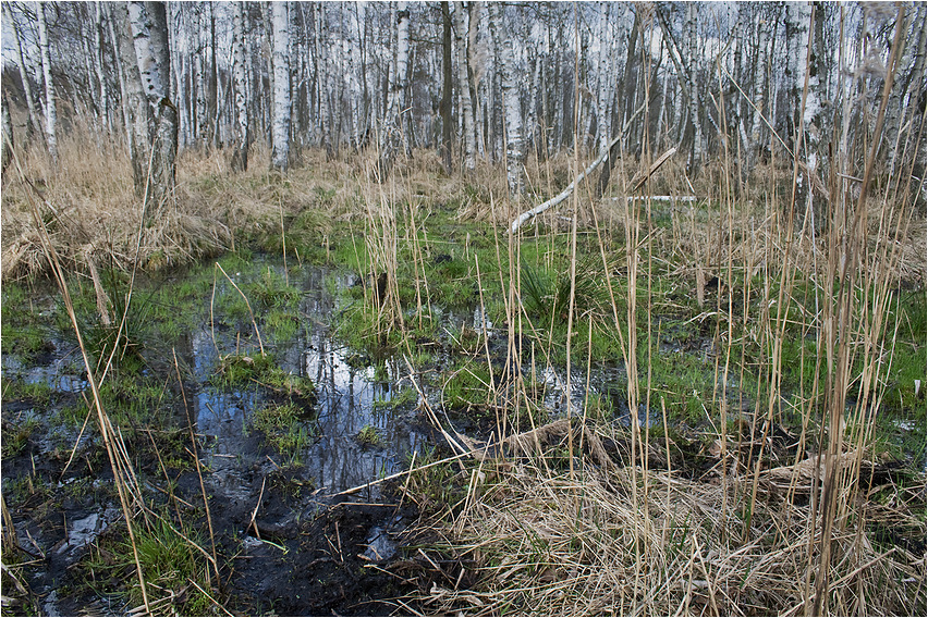 Habitat Callimorpha dominula