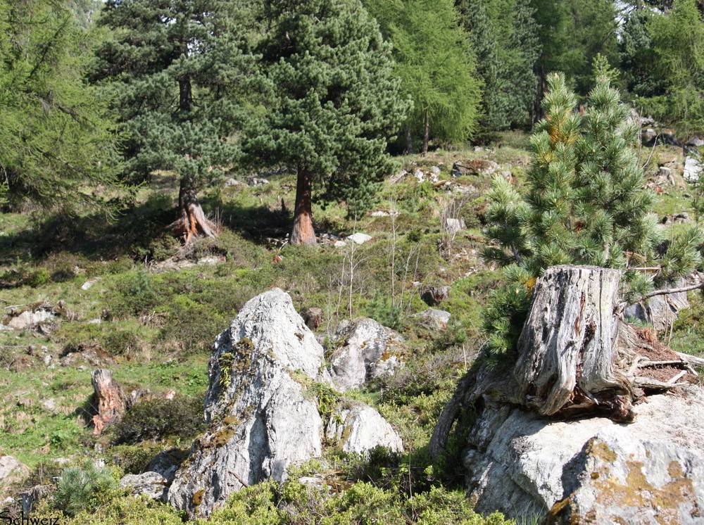 Habitat der Aspisviper im Wallis/Schweiz auf ca.1800m.