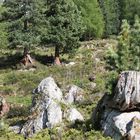 Habitat der Aspisviper im Wallis/Schweiz auf ca.1800m.