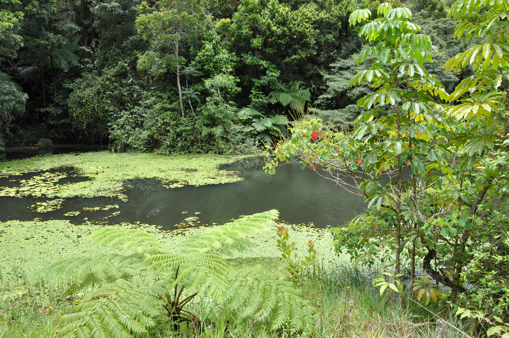 Habitat der Schnabeltiere