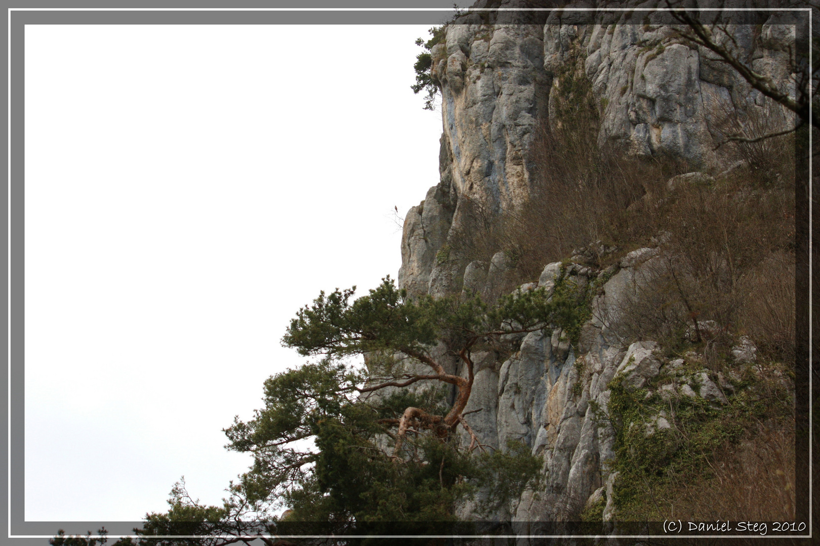 Habitat der Vipera aspis aspis im Jura