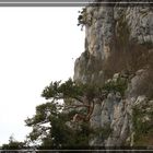 Habitat der Vipera aspis aspis im Jura