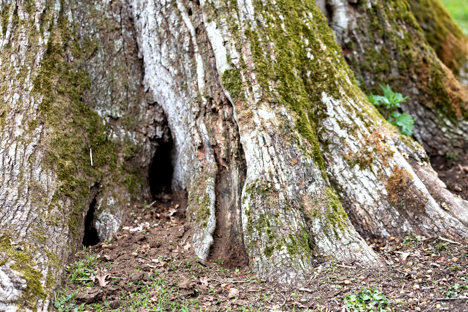 Habitat des Baummarders?